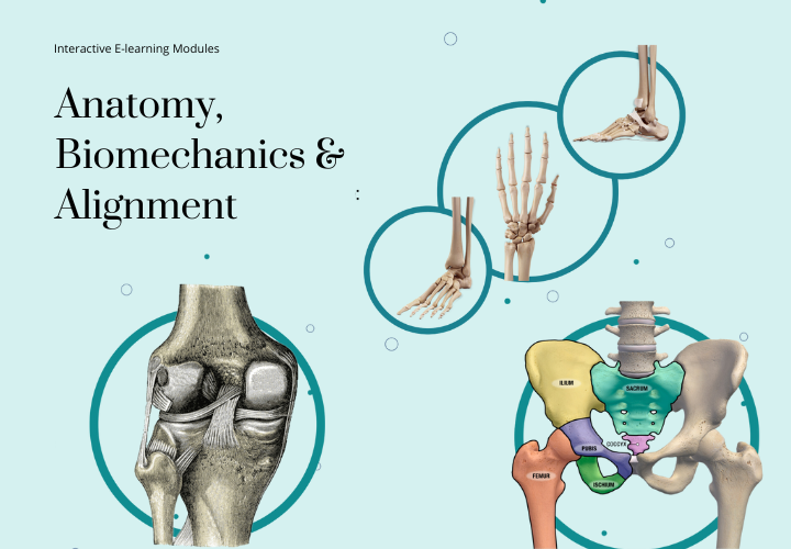 Anatomy Biomechanics and Alignment for Movement Specialists
